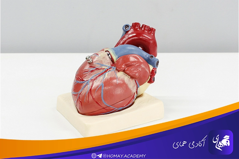 عوارض قلبی