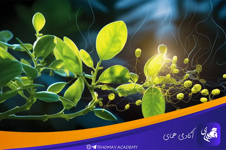 زیست گیاهی