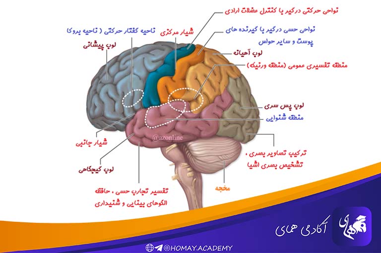 روش مطالعه ترکیبی زیست