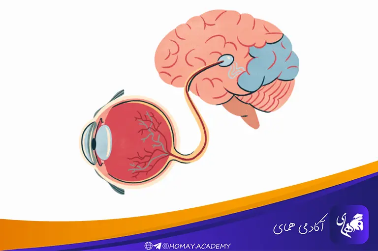 حافظه دیداری